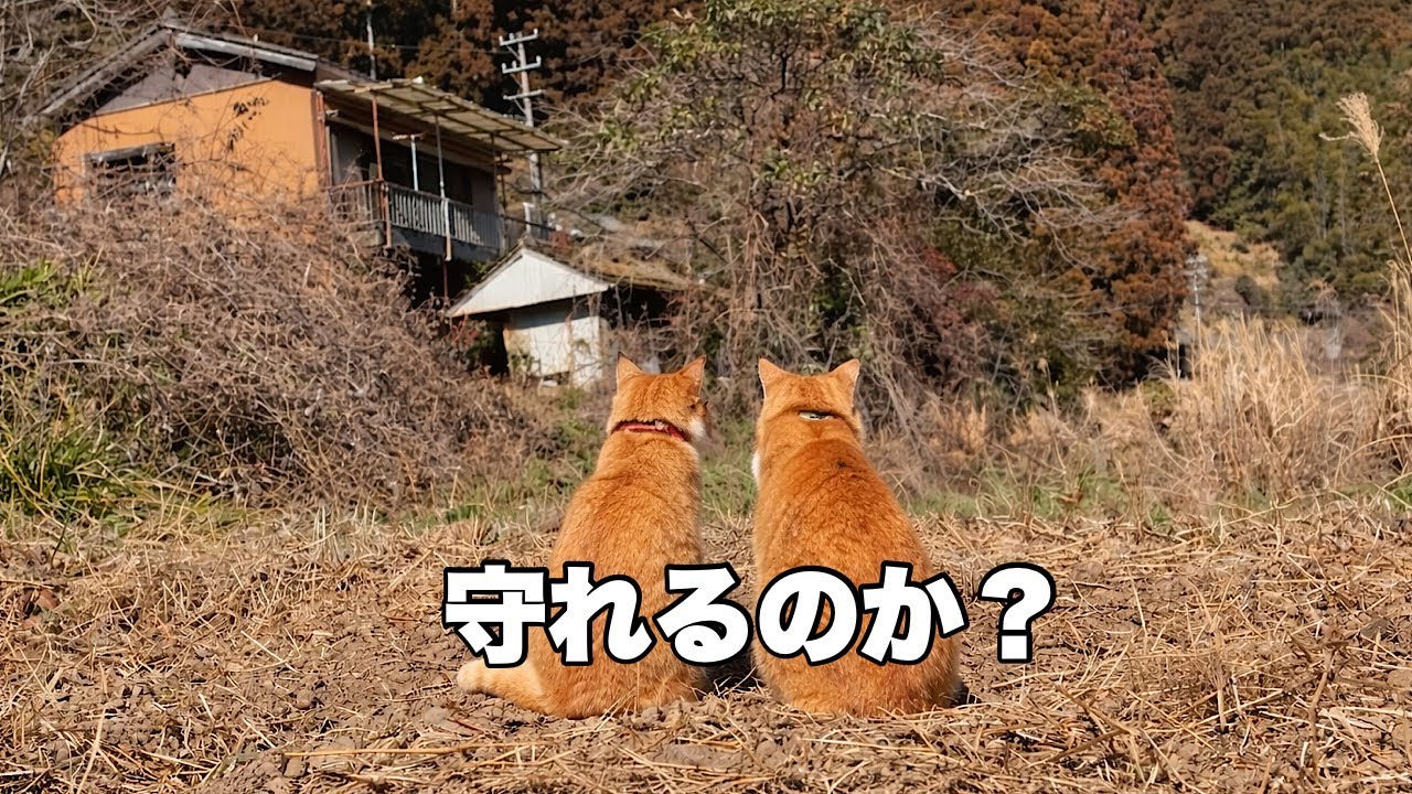 餓死寸前だった子猫、3年後の今日…私は守りきれなかった