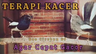 Kacer Kawin Bikin Gacor dan Konslet / Kacer Tarung Kacer Birahi Kacer Emosi Kacer Ngobra