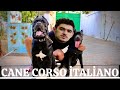 Cane Corso Haqqında Hər Şey ! Bakıda Belə İtlər də Var ?! #baki #trend