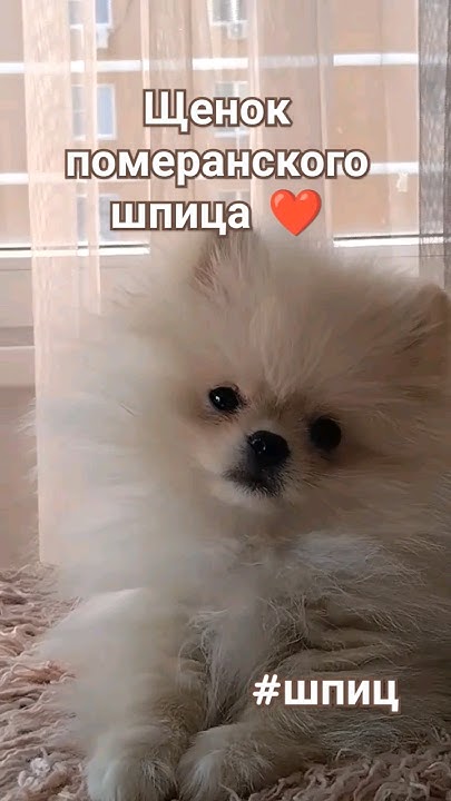 Щенки померанского шпица 2 месяца, собаки медвежьего типа #шпиц, # ...