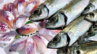 Catching the BEST Sushi of June: Japanese Jack Mackerel (Aji) In the Best Condition