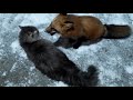 Лиса и кот играют в догонялки. Fox and cat play catch-up