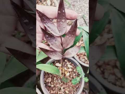 Video: Cremnophila Plant Facts: scopri come coltivare piante grasse Cremnophila