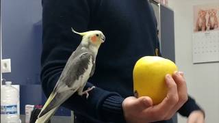 Ninfa cantando a la manzana