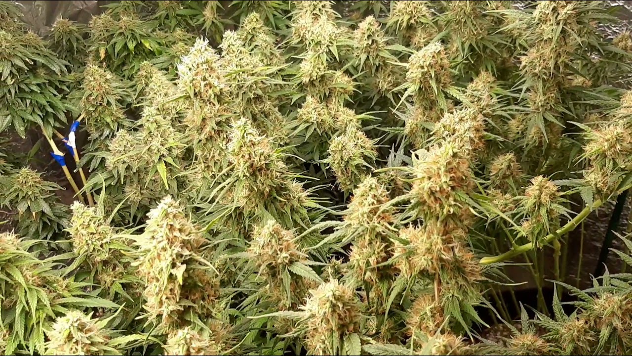 Run Five; Day 53 --Stopping my use of Overdrive by Advanced Nutrients after 1 feeding