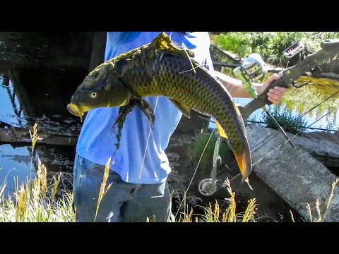 Shooting a whopper