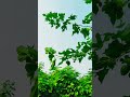 my new video #short #shorts video #my YouTube shorts #my new video#my first video #shot video