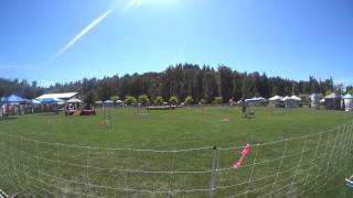 Bengi at NADAC Agility Trail, Aug 9, 2014