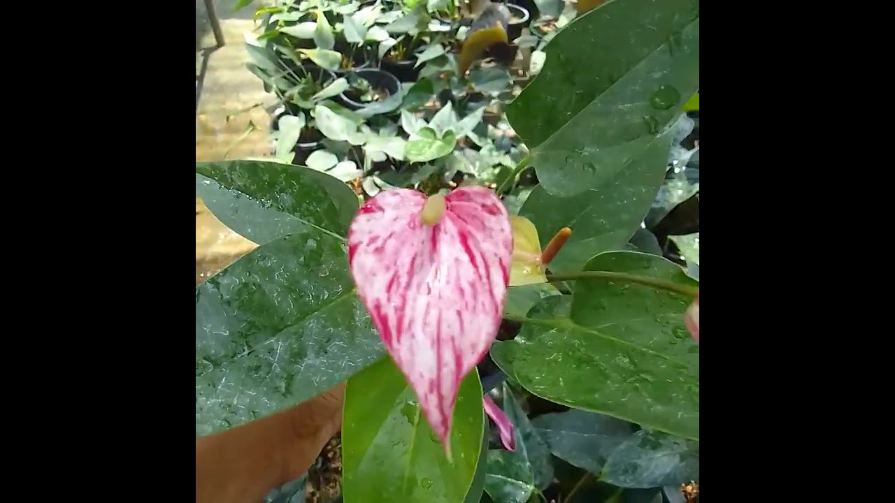 ලස්සන ම ලස්සන ෆ්ලෑෂ්.........0769384762