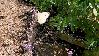 White Butterfly in Slow Motion - Go Pro Hero 8 Black