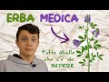 Erba Medica - Morfologia, Fasi Fenologiche e Coltivazione