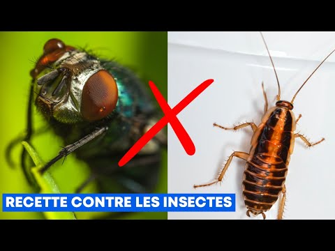 Miniature vidéo YouTube