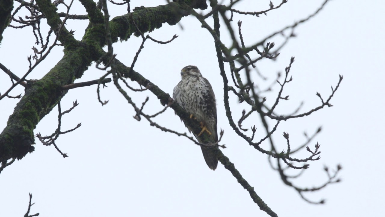 Prairie falcon in Pitt Meadows, BC 
