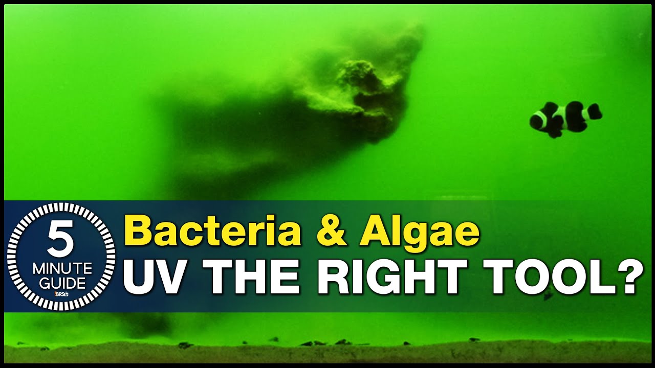 Have We All Been Using Uv Sterilizers Wrong? Using Uv As A Tool For  Bacteria And Algae Problems. - Youtube