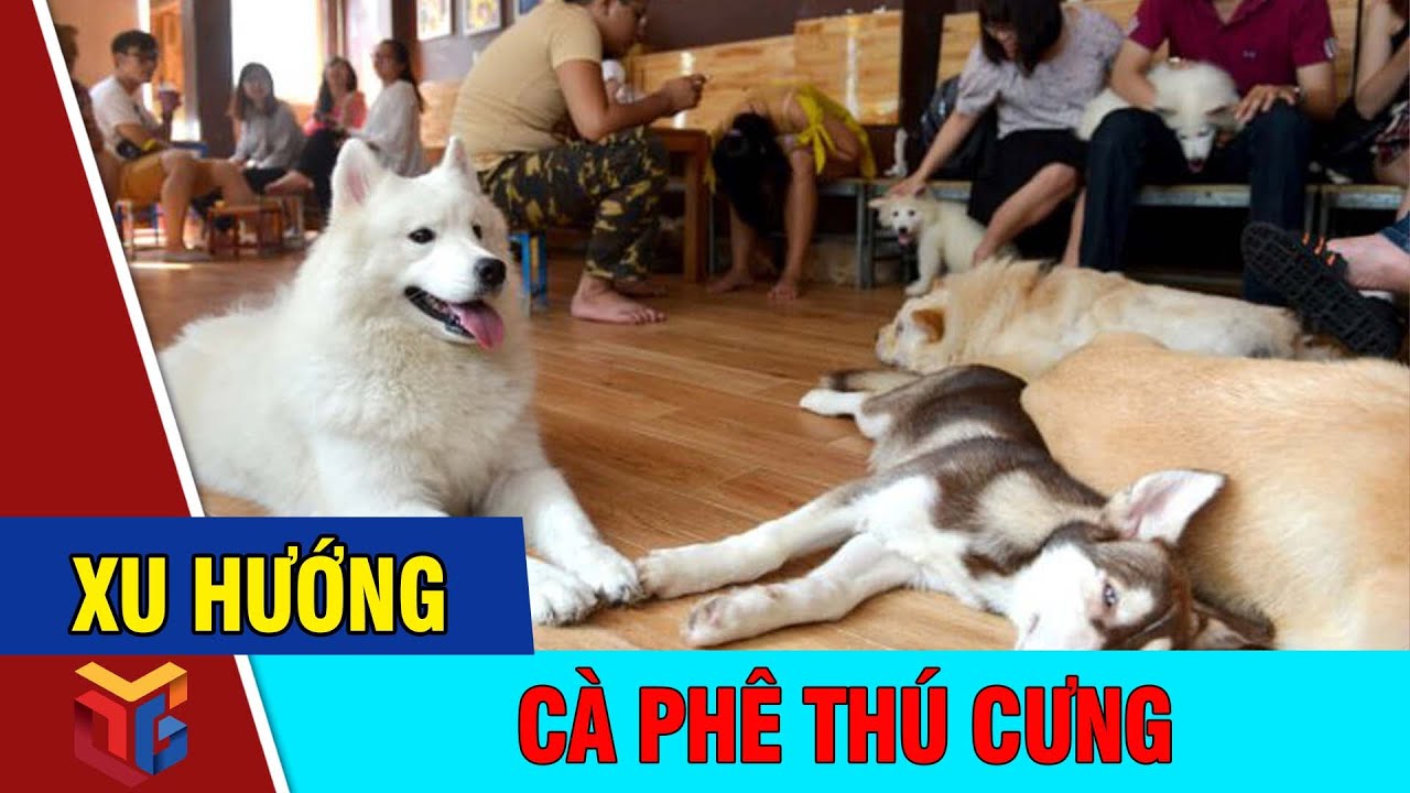 cafe pet tphcm New Ăn gì Chơi gì ở Quảng Ninh: Cà Phê Thú Cưng | Pet Coffee