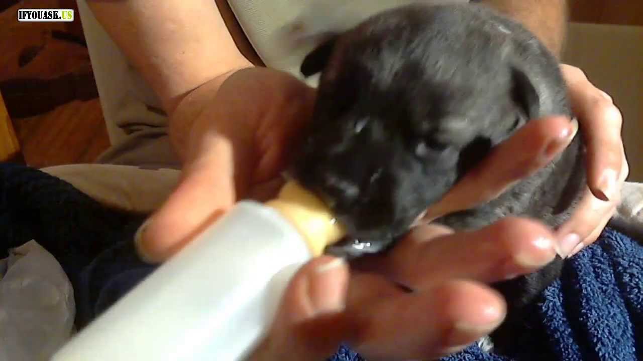 Little Puppy Girl, 2 Days Old - Hero's Sister. Drinking Her Milk. (Hand fed)