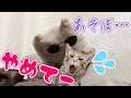 しつこい友達に引いちゃった猫／突然怒りだす猫／Suspicious cat plush toy and cat