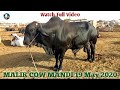 Ramzan Ki Akhri Mandi ! Malir Cow Mandi Karachi  Latest Update 19 May 2020