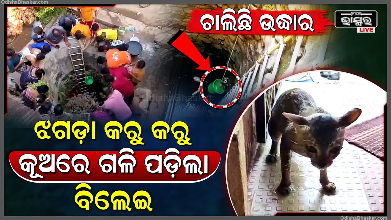 ଝଗଡା କରୁ କରୁ କୂଅ ଭିତରେ ଗଳି ପଡିଲା ବିଲେଇ ... ଅଗ୍ନିଶମ ବାହାନୀ ପହଞ୍ଚି କରୁଛି ଉଦ୍ଧାର