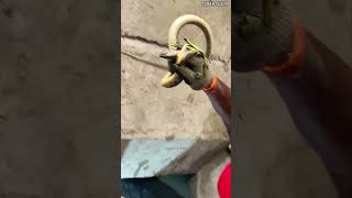 Chamber के अंदर घुसकर किया Snake Rescue 🐍 😱 | Real Risky Rescue