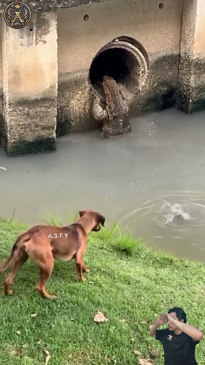 anjing menggonggong lihat biawak manjat tembok batu #animals #shorts