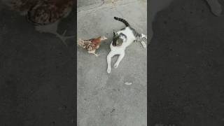 The End Funny Cat Vs Hen 🤣 😂 😄 #Shorts #Viralvideo #Funnyvideo #Funnyvideos