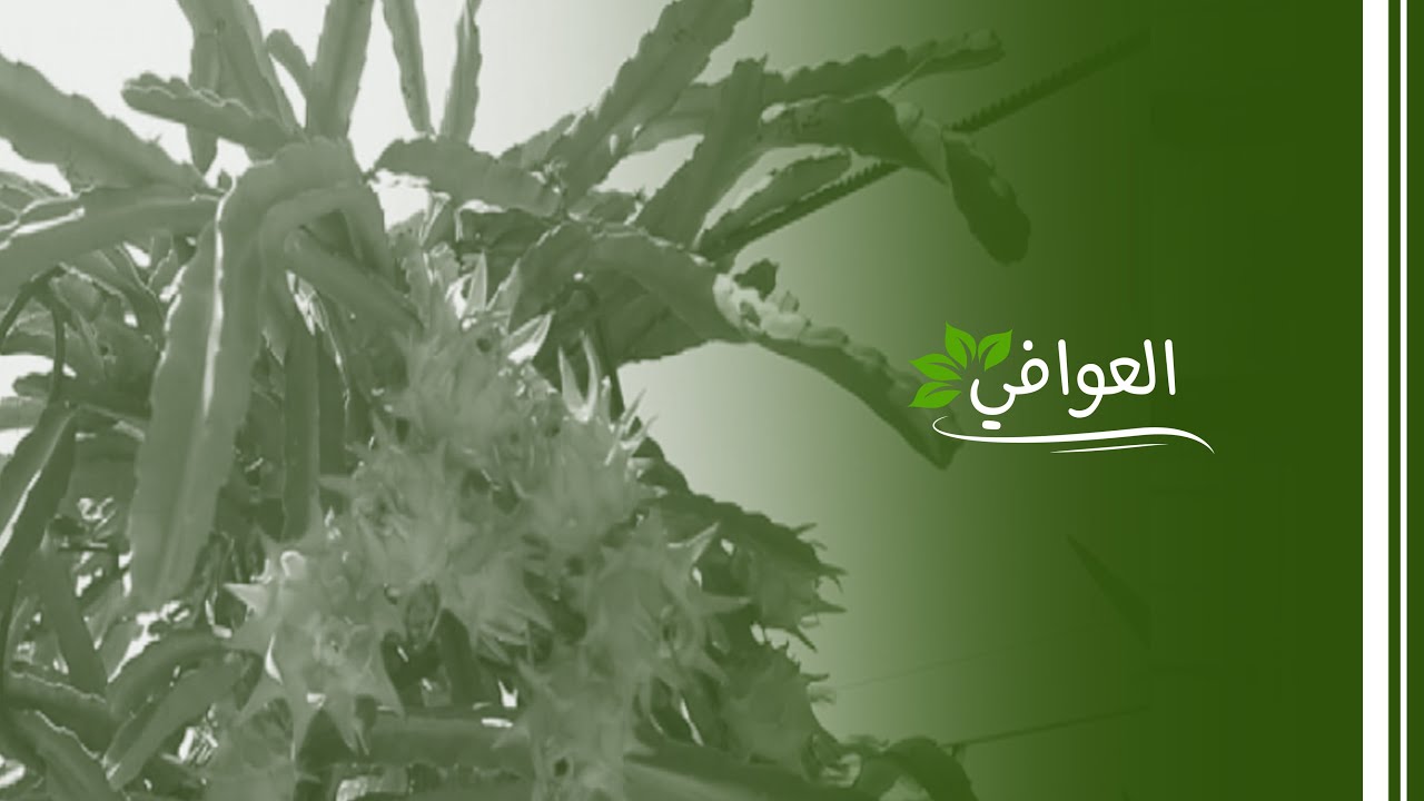 العوافي - Dragon Fruit