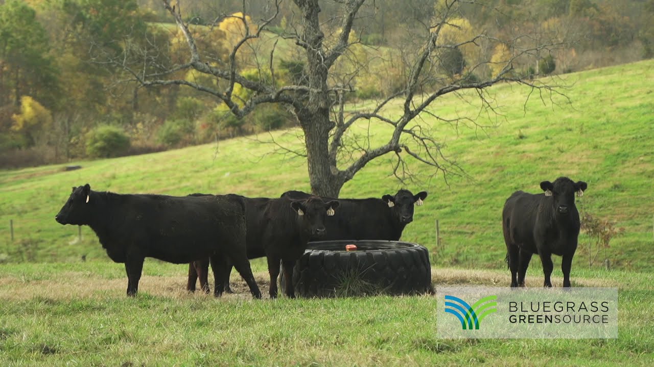 The Wright Place Angus - Farmer to Farmer Video Series