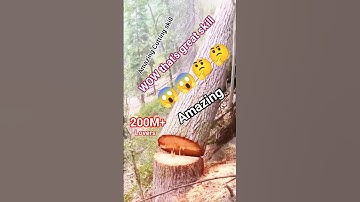 A Tall tree cutting skill. chainsaw Stihl #shortsfeed #tree #fall #falling #wood #shorts #ytshorts