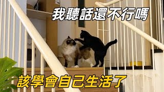 【直播】小貓被大貓趕出去獨立一時接受不了黏在“爸爸”身邊哭哭啼啼李喜猫