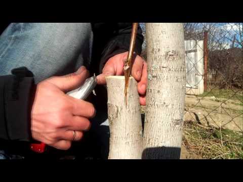 კაკლის მყნობა 2