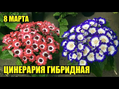 Выращивание цветов к 8 марта. Цинерария гибридная.