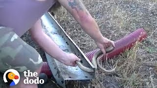 Brave Guys Rescue Poisonous Lowland Copperhead Snake | The Dodo