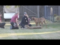 170126 San Diego Zoo Safari Park Shiley's Cheetah Run Ruuxa Raina