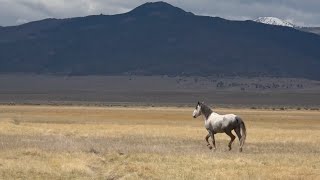 The Wild Mustangs of the Eastern Sierra by Today's Wild West 896 views 4 weeks ago 10 minutes, 16 seconds