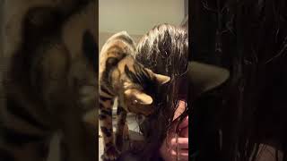 Bengal cat is obsessed with my hair conditioner! What a weirdo!