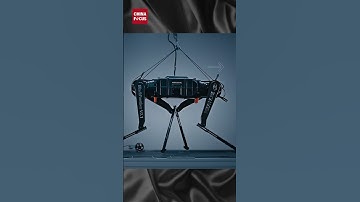 Robot dog Black Panther 2.0: the world