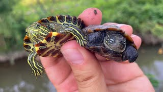 How to capture a newborn turtle
