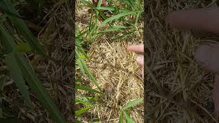 La pacciamatura NON basta a rigenerare il terreno. #agricolturanaturale #knf