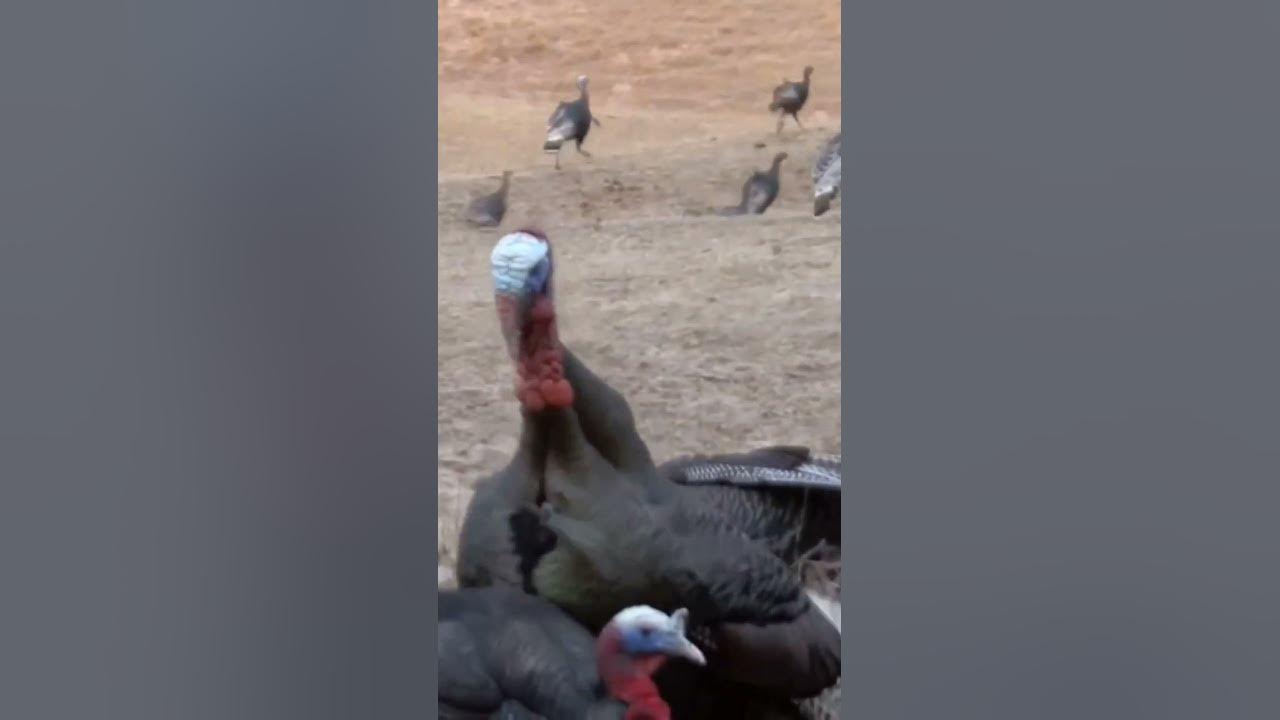 "Monster Turkey Hunt – Up Close!" #GobblerDown #TurkeySeason #HuntingLife #Longbeard #WildTurkeyHunt "Monster Turkey Hunt – Up Close!" #GobblerDown #TurkeySeason #HuntingLife #Longbeard #WildTurkeyHunt