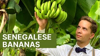 Bananas With Vanilla Taste - Sustainable Banana Plantation in Senegal - West Africa