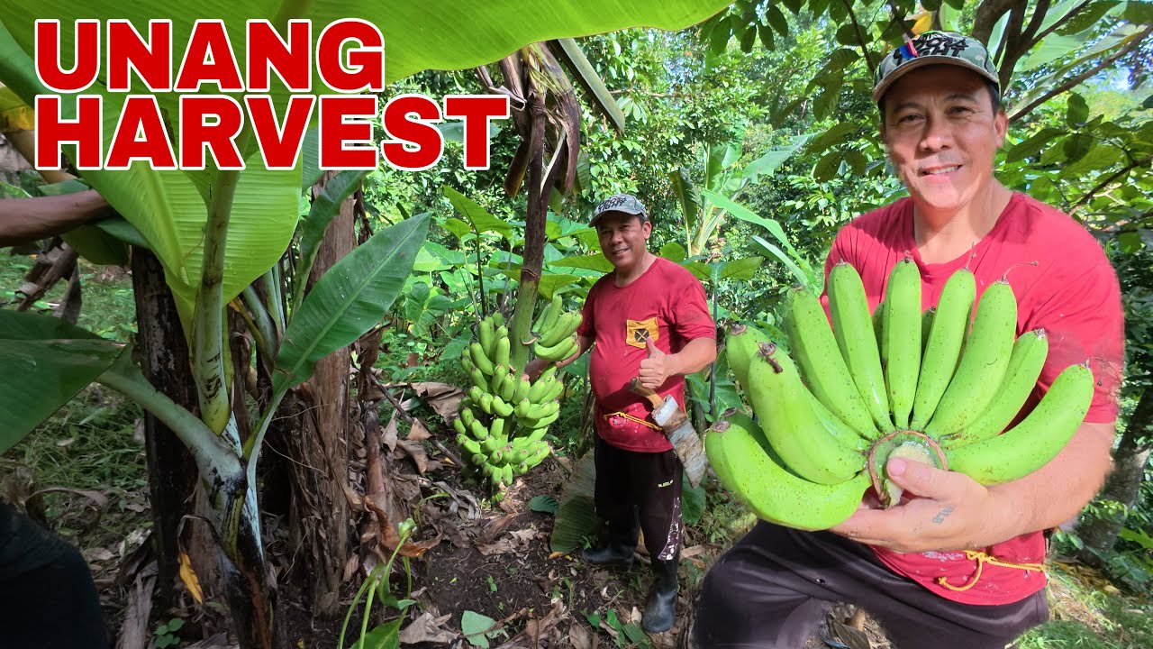 UNANG HARVEST NG TANIM NA LAKATAN AT PAPAYA | Biyaherong Batangueno