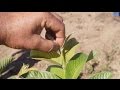 Poda apical de la Guayaba para aumentar producción