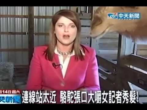 連線站太近 駱駝張口大嚼女記者秀髮