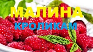 Малина кроликам. Серия Малина кроликам. Серия