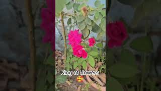 #sangeetabalcony#rose#flowers#plants#gardening#song#shorts#ytshorts#reel#facebook
