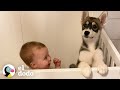 Cachorro husky crece junto a una niña | Almas Gemelas | El Dodo