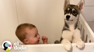 Cachorro husky crece junto a una niña | Almas Gemelas | El Dodo