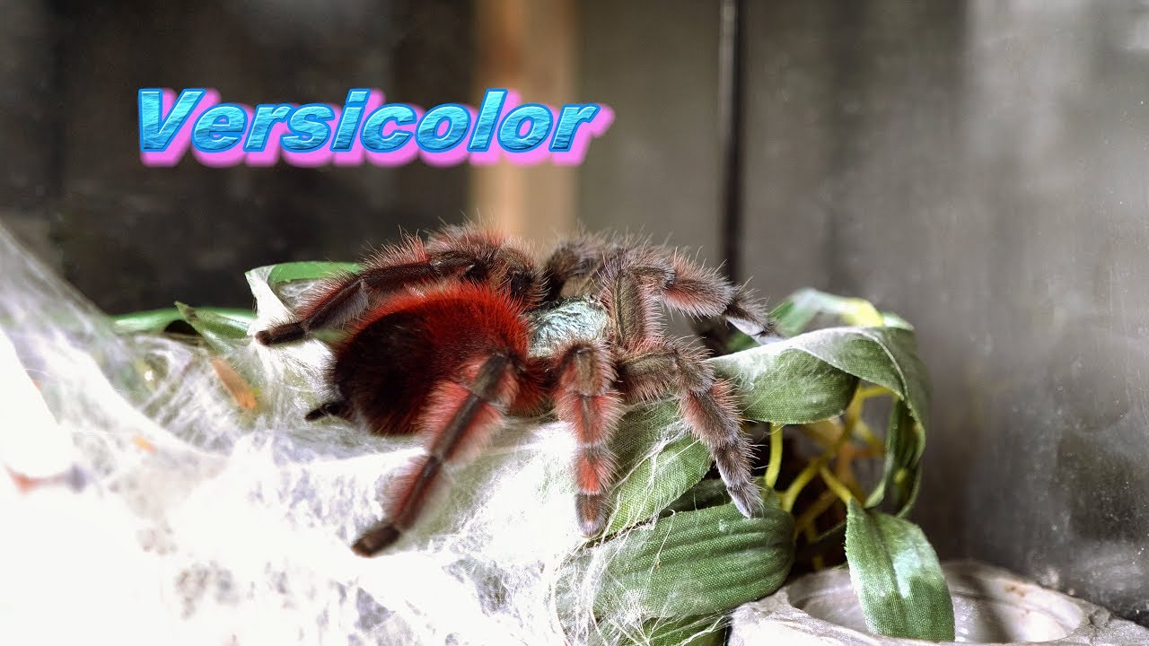 2cm アンティルピンクトゥー Caribena Versicolor Ex Avicularia アンティルピンクトゥ タランチュラ Iieg Gob Mx
