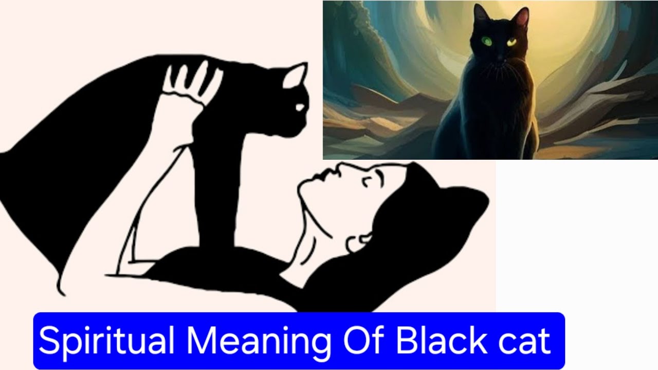 Myths About Black Cats 😿 ||Spiritual Meaning Of Black cats|| #meowmeade ...